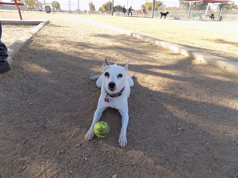 Foothills-Dog-Park-144.jpeg