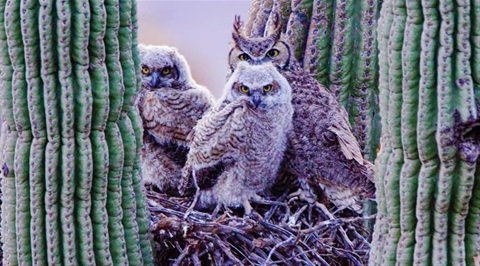 owls_TCP.jpg